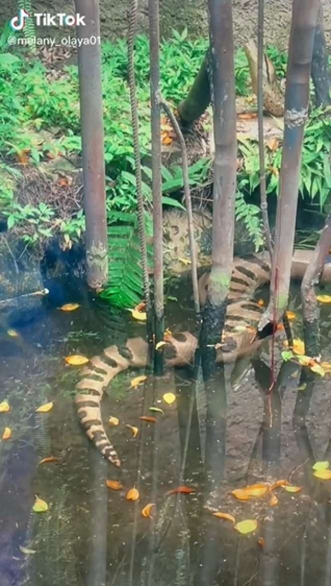 Dikira Patung Batu Ternyata Ular Segede Pohon Kelapa, Lihat 8 Potretnya Bikin Bergidik!