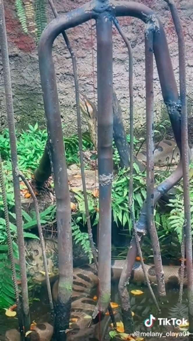 Dikira Patung Batu Ternyata Ular Segede Pohon Kelapa, Lihat 8 Potretnya Bikin Bergidik!