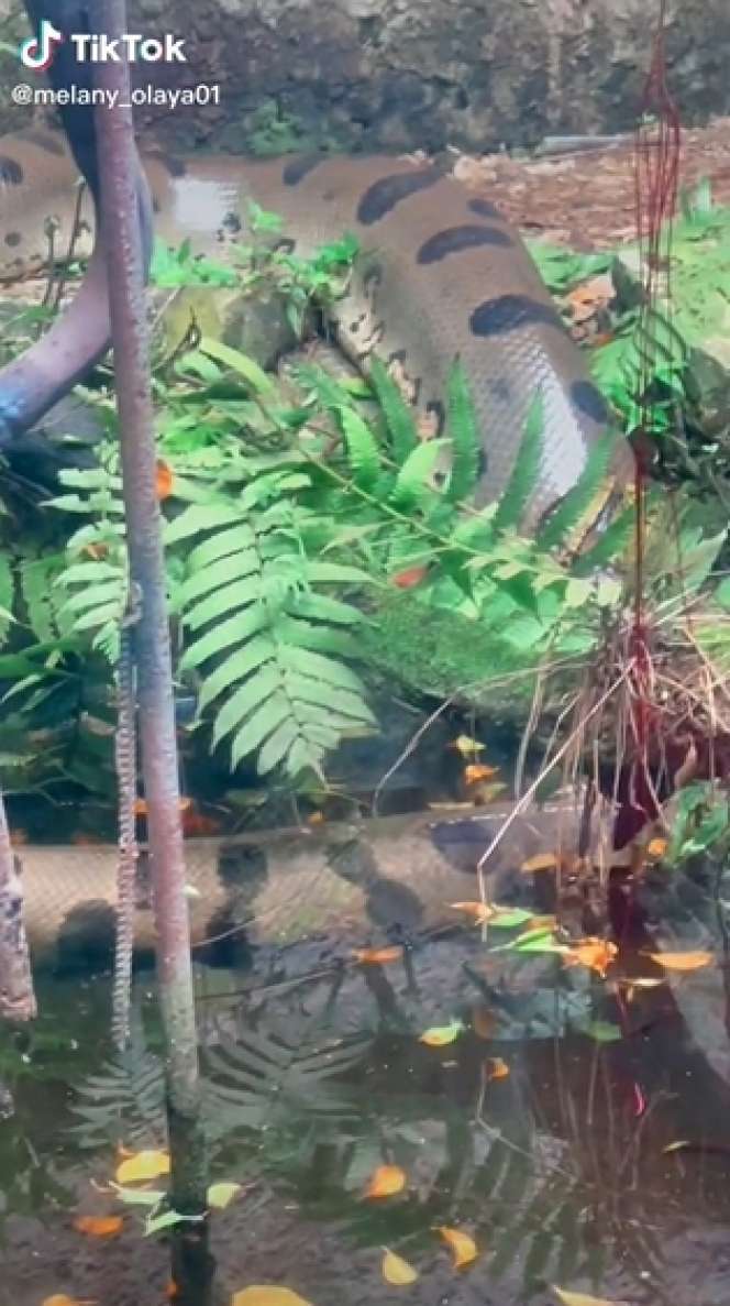 Dikira Patung Batu Ternyata Ular Segede Pohon Kelapa, Lihat 8 Potretnya Bikin Bergidik!
