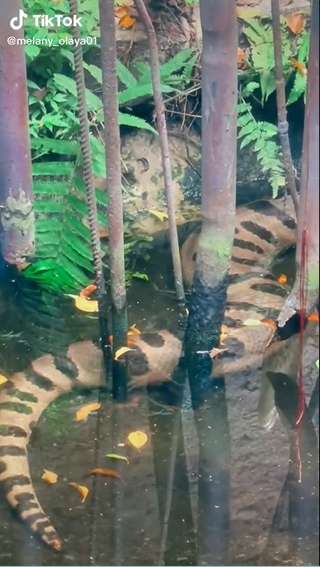 Dikira Patung Batu Ternyata Ular Segede Pohon Kelapa, Lihat 8 Potretnya Bikin Bergidik!