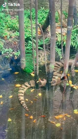 Dikira Patung Batu Ternyata Ular Segede Pohon Kelapa, Lihat 8 Potretnya Bikin Bergidik!