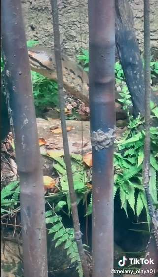 Dikira Patung Batu Ternyata Ular Segede Pohon Kelapa, Lihat 8 Potretnya Bikin Bergidik!