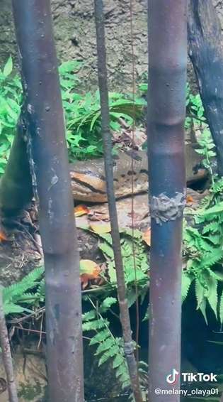 Dikira Patung Batu Ternyata Ular Segede Pohon Kelapa, Lihat 8 Potretnya Bikin Bergidik!
