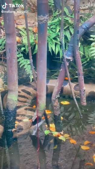 Dikira Patung Batu Ternyata Ular Segede Pohon Kelapa, Lihat 8 Potretnya Bikin Bergidik!