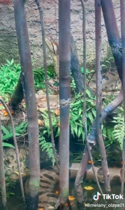 Dikira Patung Batu Ternyata Ular Segede Pohon Kelapa, Lihat 8 Potretnya Bikin Bergidik!