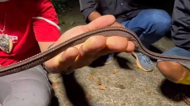 8 Potret Panji Petualang Temukan Ular Naga di Gunung Sunda, Ternyata Bukan Mitos!