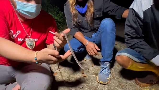 8 Potret Panji Petualang Temukan Ular Naga di Gunung Sunda, Ternyata Bukan Mitos!