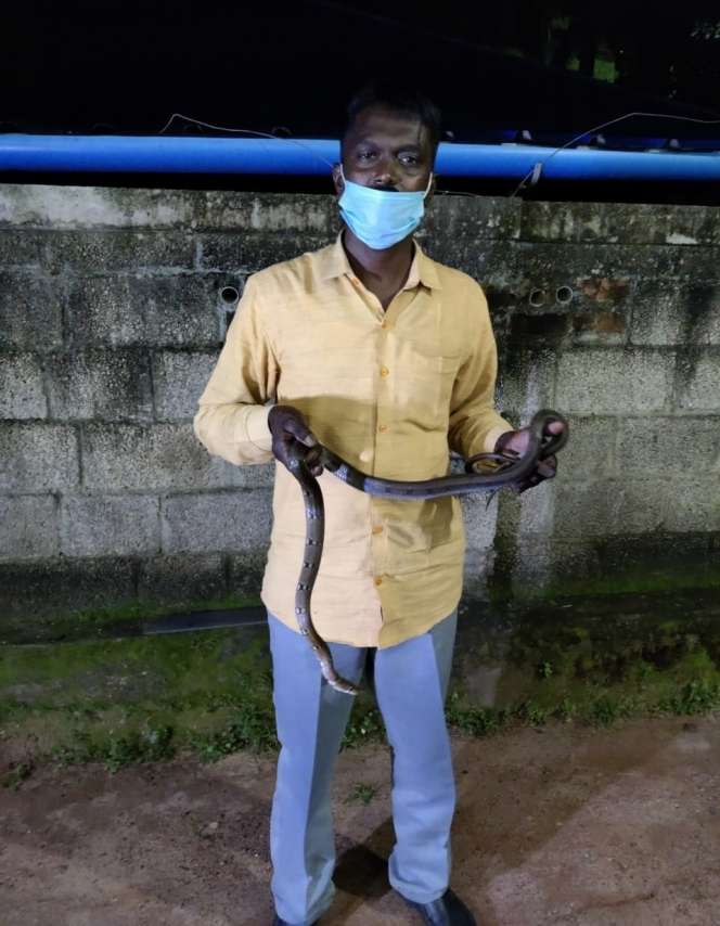 8 Potret ‘Manusia Ular’ Dipatuk King Cobra 3 Meter, Fungsi Otaknya Langsung Error