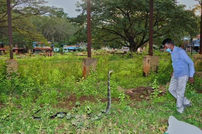8 Potret ‘Manusia Ular’ Dipatuk King Cobra 3 Meter, Fungsi Otaknya Langsung Error