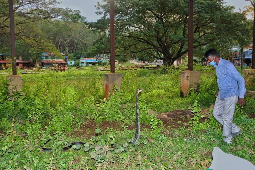 8 Potret ‘Manusia Ular’ Dipatuk King Cobra 3 Meter, Fungsi Otaknya Langsung Error