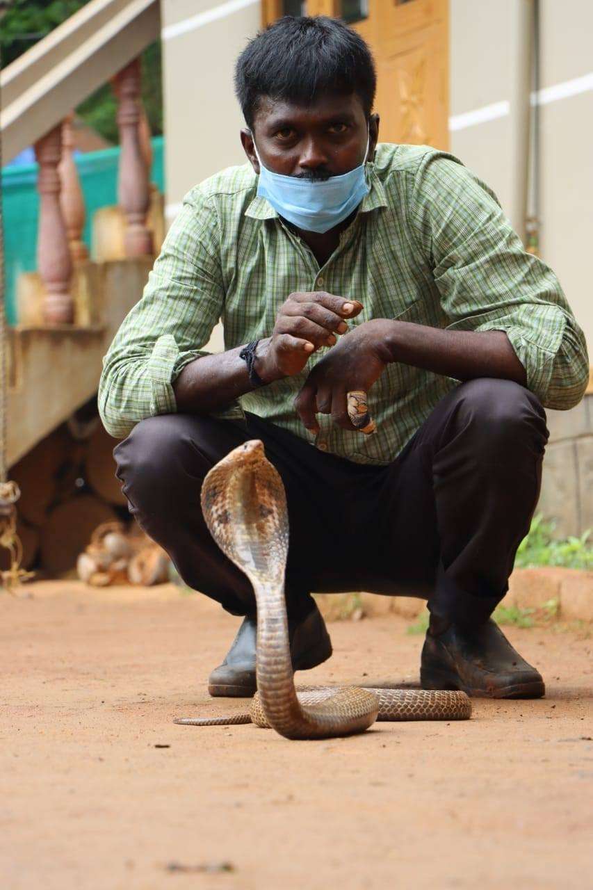 8 Potret ‘Manusia Ular’ Dipatuk King Cobra 3 Meter, Fungsi Otaknya Langsung Error