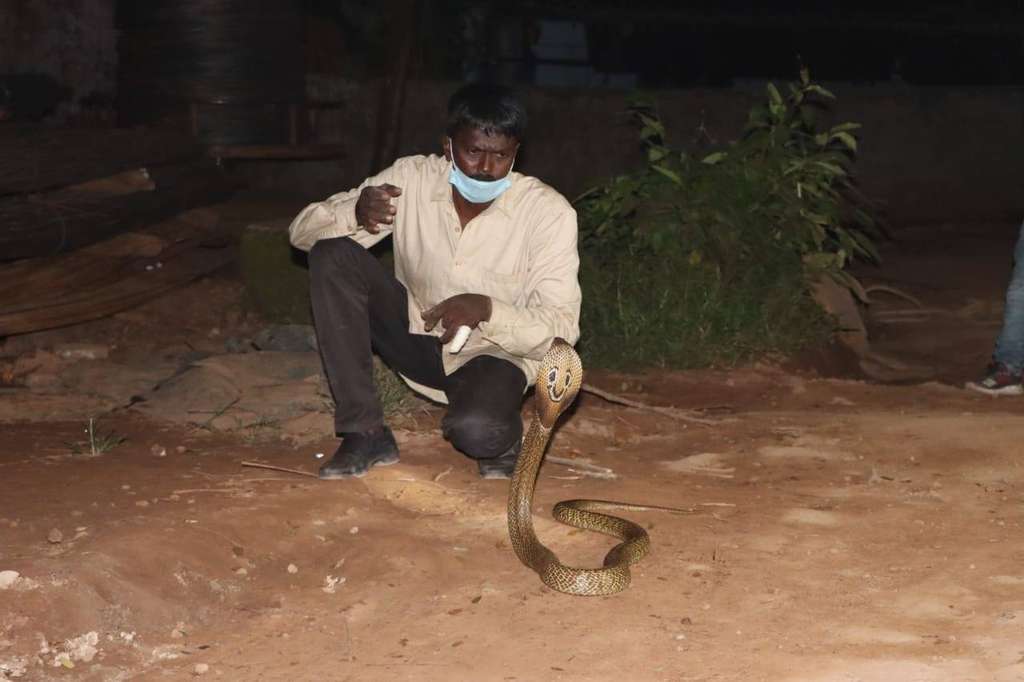 8 Potret ‘Manusia Ular’ Dipatuk King Cobra 3 Meter, Fungsi Otaknya Langsung Error