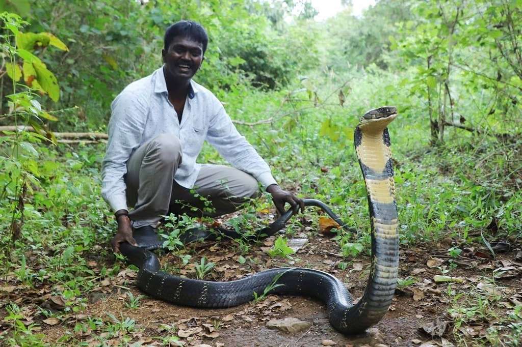 8 Potret ‘Manusia Ular’ Dipatuk King Cobra 3 Meter, Fungsi Otaknya Langsung Error