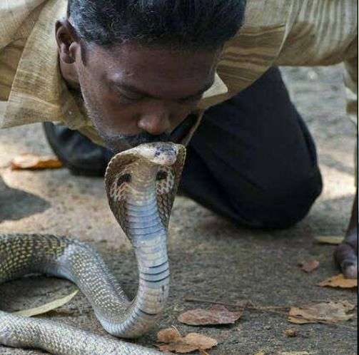 8 Potret ‘Manusia Ular’ Dipatuk King Cobra 3 Meter, Fungsi Otaknya Langsung Error