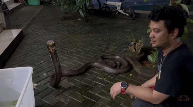 8 Potret King Kobra Garaga Milik Panji Petualang Jatuh Sakit, Nyawanya Terancam Tapi Masih Mengerikan!