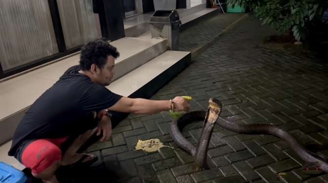 8 Potret King Kobra Garaga Milik Panji Petualang Jatuh Sakit, Nyawanya Terancam Tapi Masih Mengerikan!