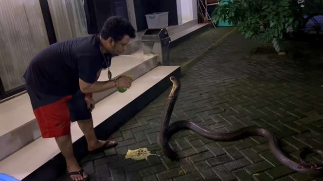 8 Potret King Kobra Garaga Milik Panji Petualang Jatuh Sakit, Nyawanya Terancam Tapi Masih Mengerikan!