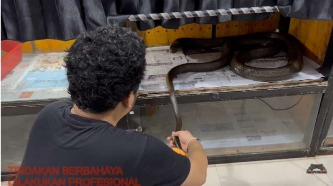 8 Potret King Kobra Garaga Milik Panji Petualang Jatuh Sakit, Nyawanya Terancam Tapi Masih Mengerikan!