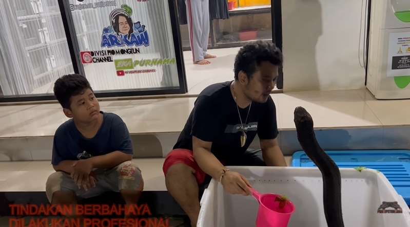 8 Potret King Kobra Garaga Milik Panji Petualang Jatuh Sakit, Nyawanya Terancam Tapi Masih Mengerikan!