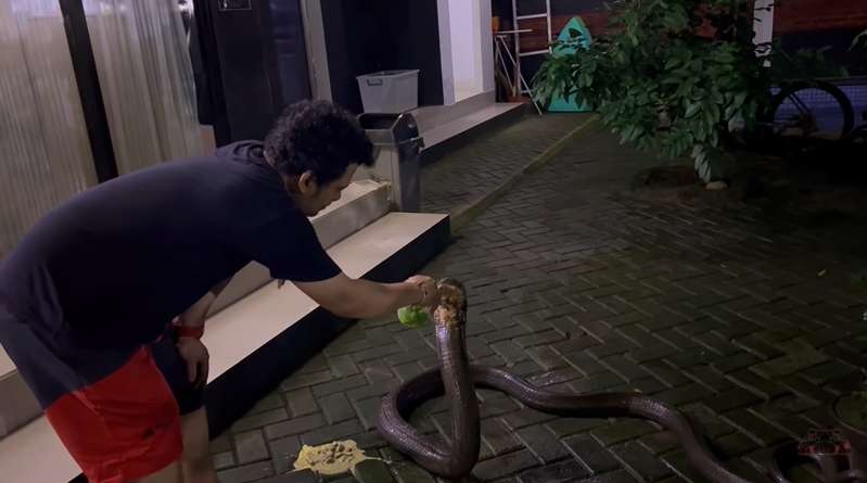 8 Potret King Kobra Garaga Milik Panji Petualang Jatuh Sakit, Nyawanya Terancam Tapi Masih Mengerikan!
