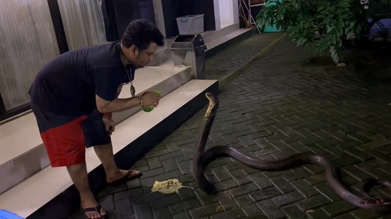 8 Potret King Kobra Garaga Milik Panji Petualang Jatuh Sakit, Nyawanya Terancam Tapi Masih Mengerikan!