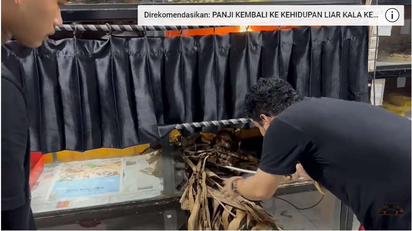 8 Potret King Kobra Garaga Milik Panji Petualang Jatuh Sakit, Nyawanya Terancam Tapi Masih Mengerikan!