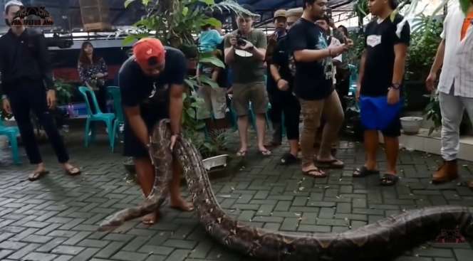 9 Potret Panji Petualang Dililit Ular Raksasa 8 Meter, Tim Histeris, Harus Diangkat 9 Orang!