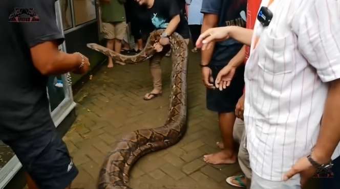 9 Potret Panji Petualang Dililit Ular Raksasa 8 Meter, Tim Histeris, Harus Diangkat 9 Orang!