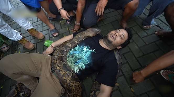 9 Potret Panji Petualang Dililit Ular Raksasa 8 Meter, Tim Histeris, Harus Diangkat 9 Orang!