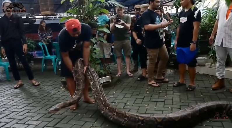 9 Potret Panji Petualang Dililit Ular Raksasa 8 Meter, Tim Histeris, Harus Diangkat 9 Orang!