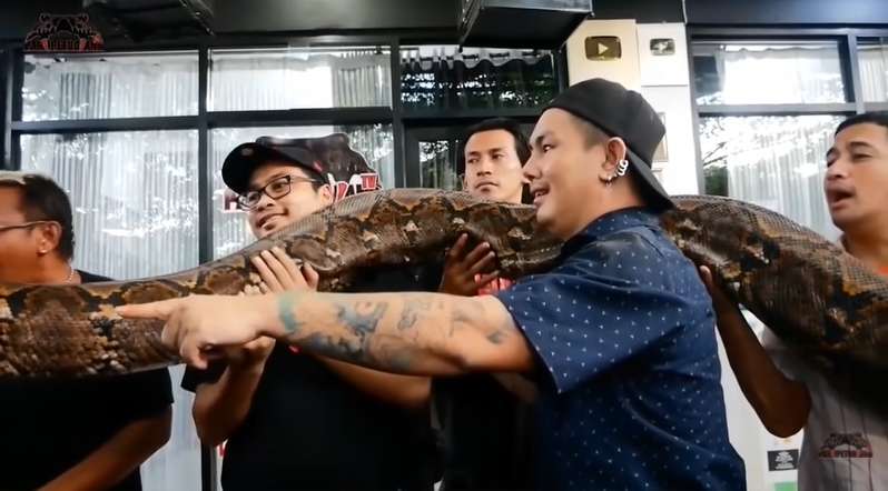9 Potret Panji Petualang Dililit Ular Raksasa 8 Meter, Tim Histeris, Harus Diangkat 9 Orang!
