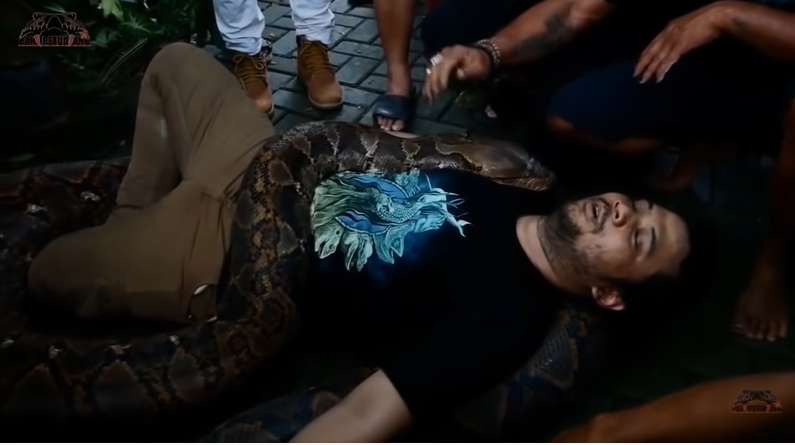 9 Potret Panji Petualang Dililit Ular Raksasa 8 Meter, Tim Histeris, Harus Diangkat 9 Orang!