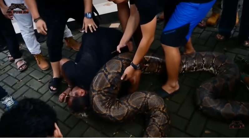 9 Potret Panji Petualang Dililit Ular Raksasa 8 Meter, Tim Histeris, Harus Diangkat 9 Orang!