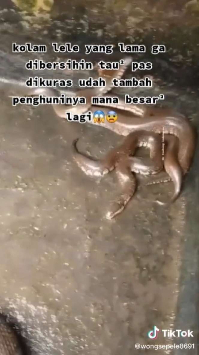 Kolam Lele Lama Tak Dibersihkan, Saat Dikuras Temukan Belasan Ular Gendut, Lihat 8 Potretnya Bikin Merinding