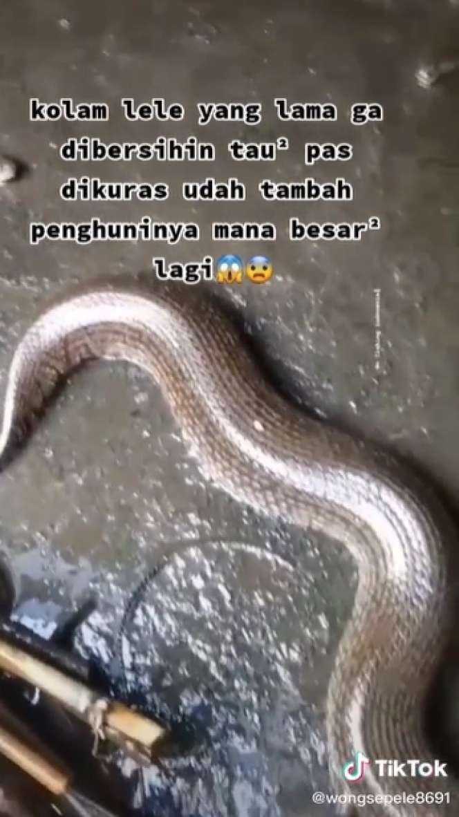 Kolam Lele Lama Tak Dibersihkan, Saat Dikuras Temukan Belasan Ular Gendut, Lihat 8 Potretnya Bikin Merinding