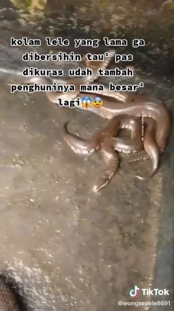 Kolam Lele Lama Tak Dibersihkan, Saat Dikuras Temukan Belasan Ular Gendut, Lihat 8 Potretnya Bikin Merinding