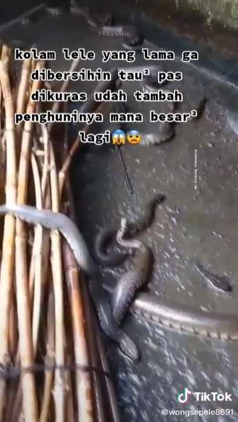 Kolam Lele Lama Tak Dibersihkan, Saat Dikuras Temukan Belasan Ular Gendut, Lihat 8 Potretnya Bikin Merinding