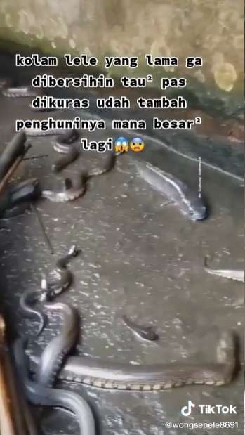 Kolam Lele Lama Tak Dibersihkan, Saat Dikuras Temukan Belasan Ular Gendut, Lihat 8 Potretnya Bikin Merinding