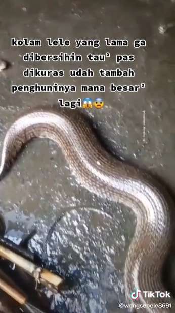 Kolam Lele Lama Tak Dibersihkan, Saat Dikuras Temukan Belasan Ular Gendut, Lihat 8 Potretnya Bikin Merinding