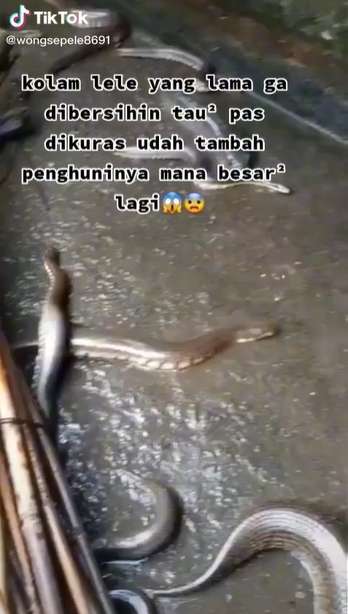 Kolam Lele Lama Tak Dibersihkan, Saat Dikuras Temukan Belasan Ular Gendut, Lihat 8 Potretnya Bikin Merinding