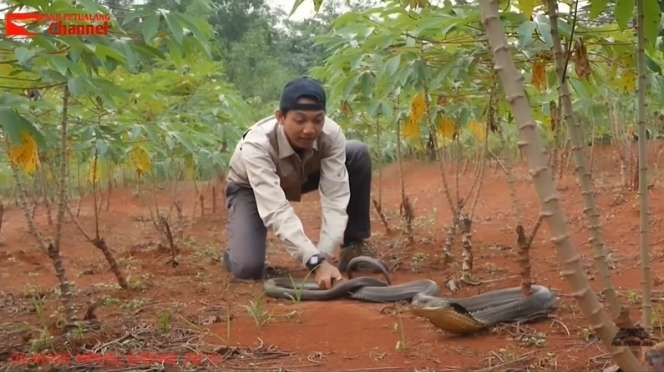 8 Potret Aksi Panji Petualang Bikin King Kobra Tunduk, The Real Raja Ular, Merinding Banget!