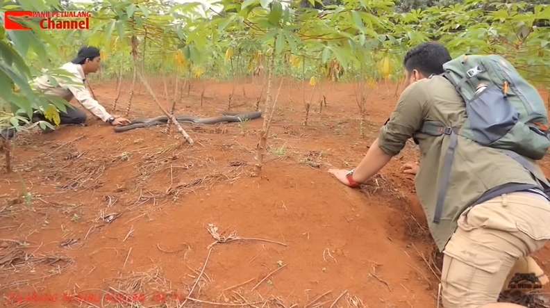 8 Potret Aksi Panji Petualang Bikin King Kobra Tunduk, The Real Raja Ular, Merinding Banget!