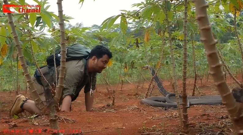 8 Potret Aksi Panji Petualang Bikin King Kobra Tunduk, The Real Raja Ular, Merinding Banget!