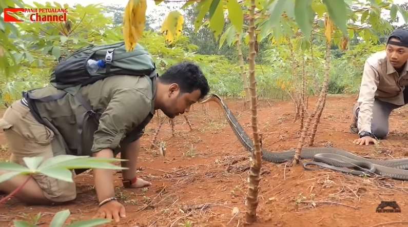 8 Potret Aksi Panji Petualang Bikin King Kobra Tunduk, The Real Raja Ular, Merinding Banget!