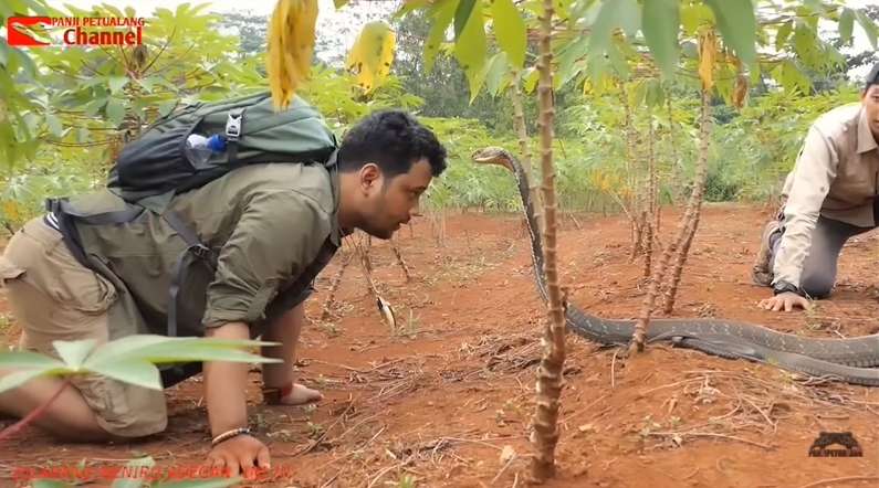 8 Potret Aksi Panji Petualang Bikin King Kobra Tunduk, The Real Raja Ular, Merinding Banget!