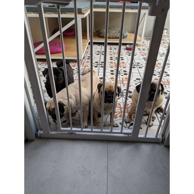 10 Potret Rumah Cici Panda yang Tak Tersorot, Super Mewah, Kandang Hewannya Bikin Melongo