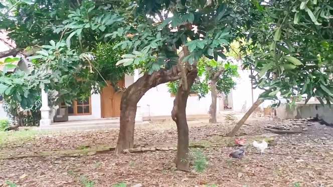 10 Potret Rumah Mewah Abiem Ngesti Terbengkalai 26 Tahun, Dulu Istana Kini Jadi Kandang Ayam