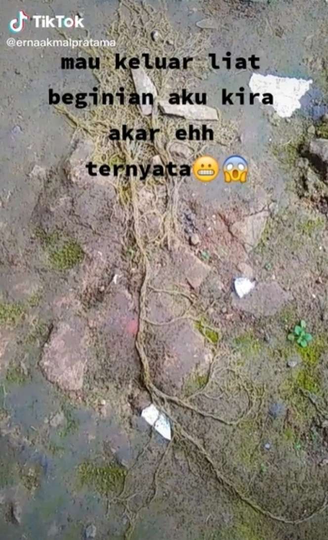 Sempat Dikira Akar Pohon, Wanita Syok Temukan Ribuan Hewan Keluar dari Tanah, Lihat 8 Potretnya Menjijikan