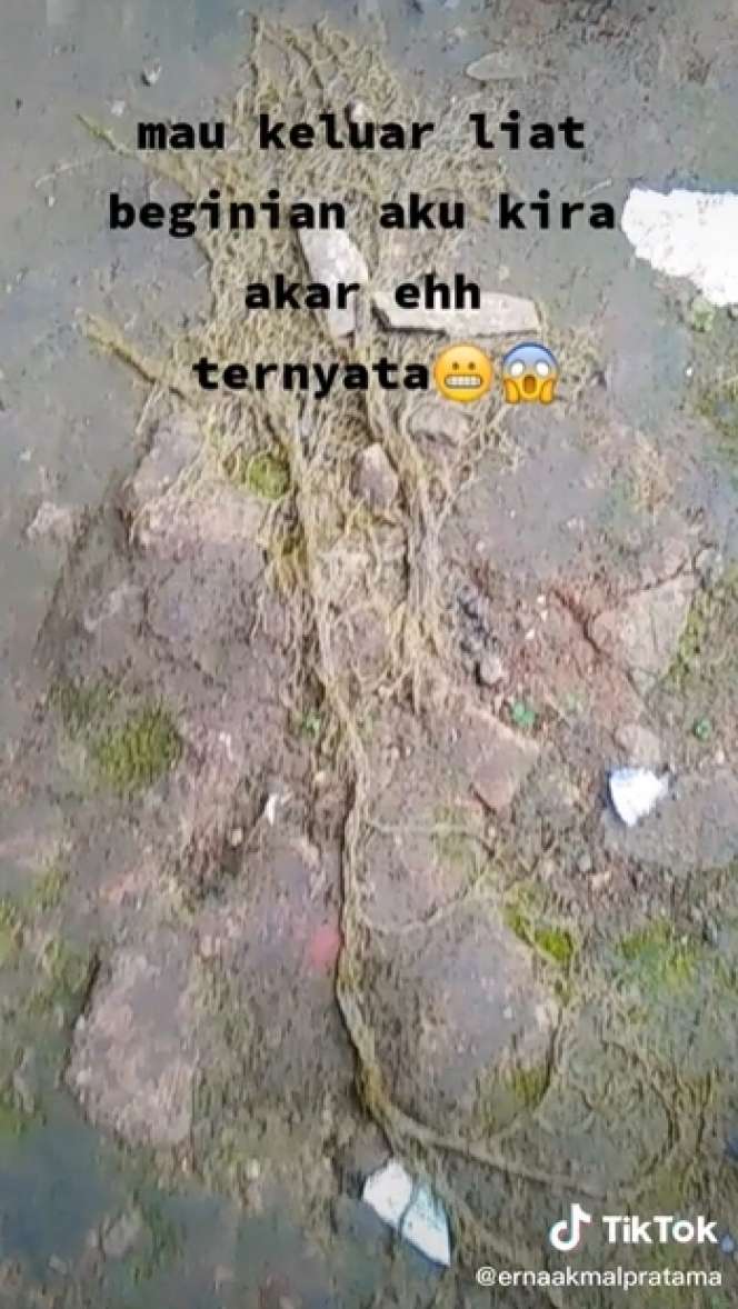 Sempat Dikira Akar Pohon, Wanita Syok Temukan Ribuan Hewan Keluar dari Tanah, Lihat 8 Potretnya Menjijikan