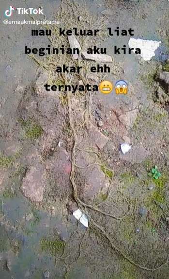 Sempat Dikira Akar Pohon, Wanita Syok Temukan Ribuan Hewan Keluar dari Tanah, Lihat 8 Potretnya Menjijikan